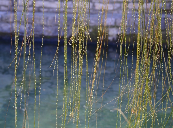 嫩柳吐绿花心萌动护城河畔春意渐浓