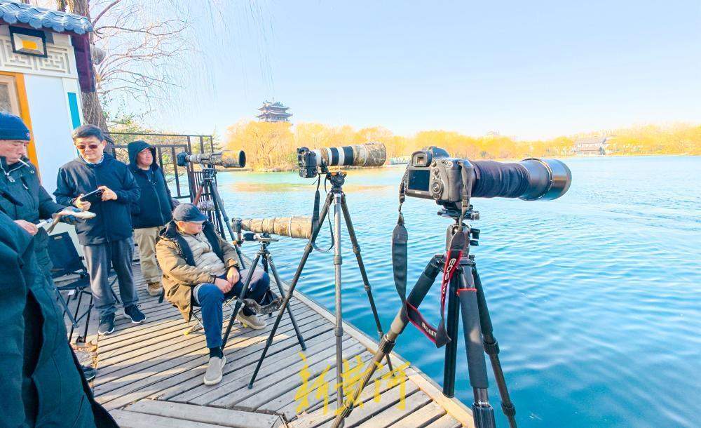泉水汇聚变身鸟类乐园 济南大明湖引摄影者与候鸟和谐互动
