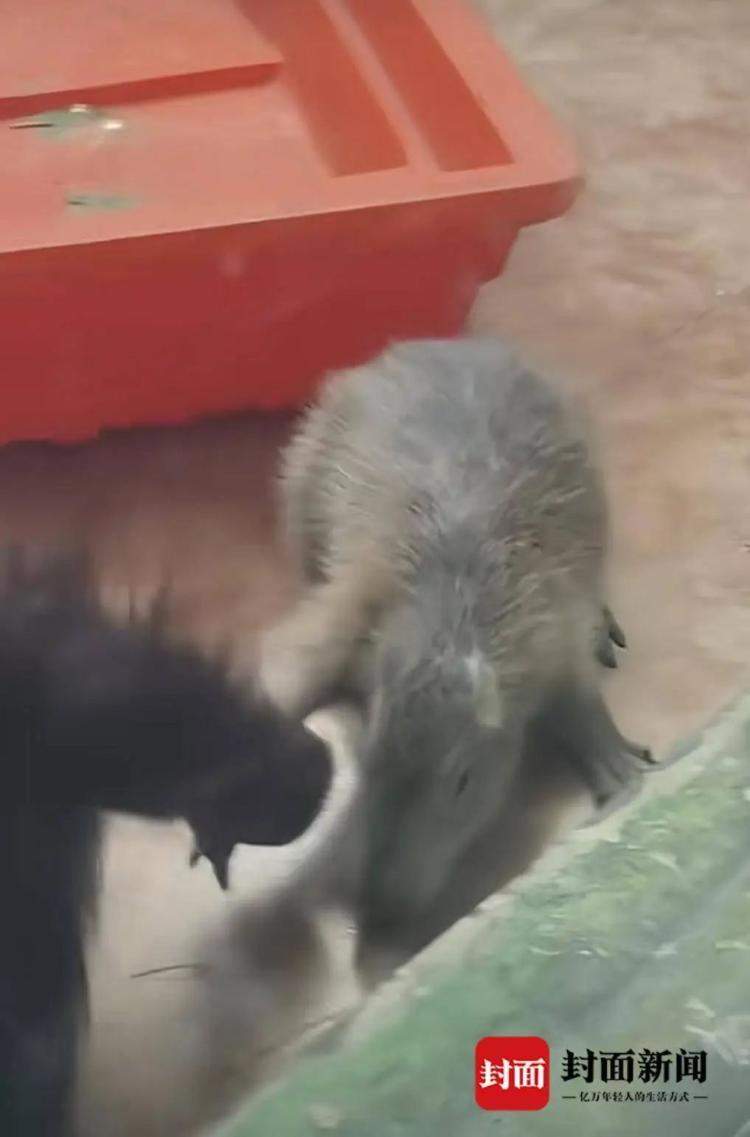 拎、拖、拽！水豚在动物园与猩猩混养遭欺凌？官方回应