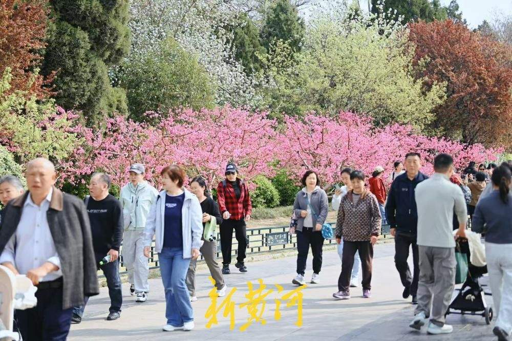 菊花桃盛开灿若云霞 惊艳泉城春日