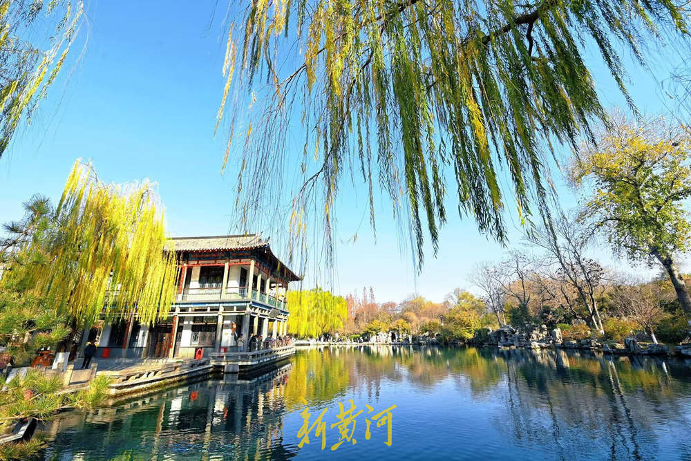 济南泉畔翠柳披“金”绘就冬日美景