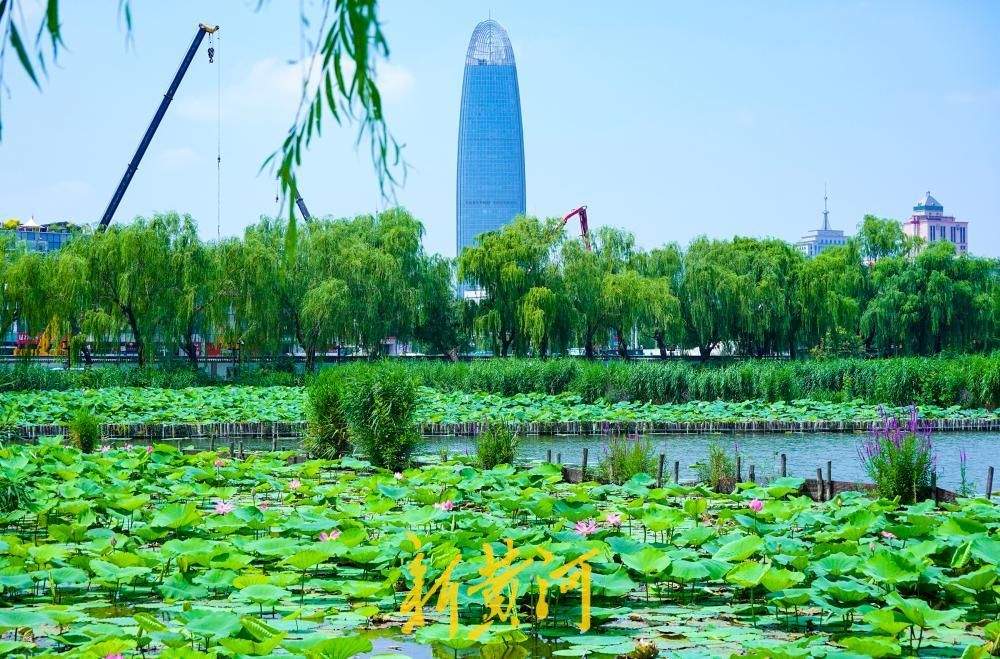 一年四季 泉在济南丨碧荷连天映日红 明湖荷花进入“高光时刻”