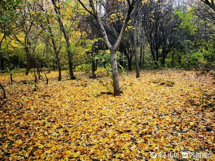 落叶纷纷，济南千佛山一片金黄