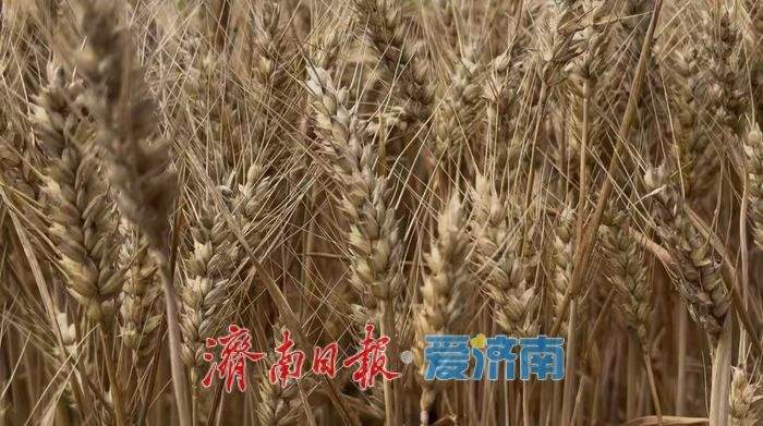 济南夏粮播种面积有多少？他们与卫星“较劲”一周摸清底数