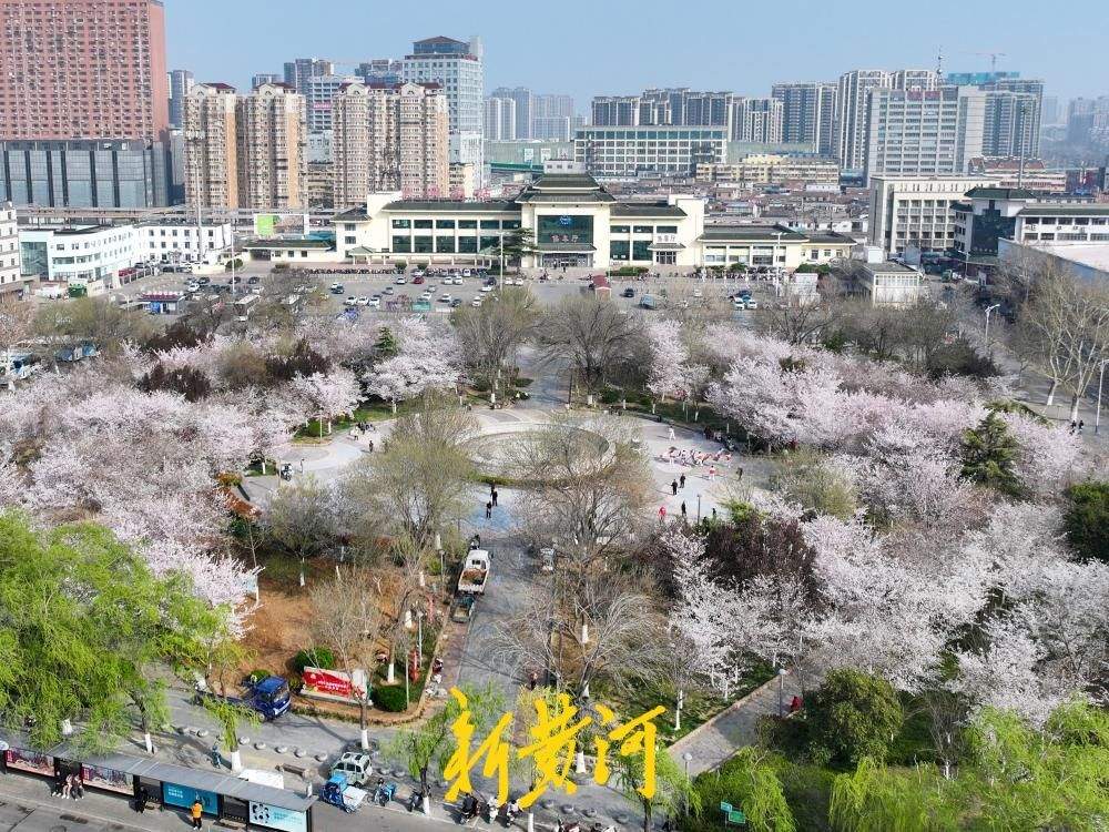 一年四季 泉在济南丨滨湖广场700余株樱花进入最佳观赏期