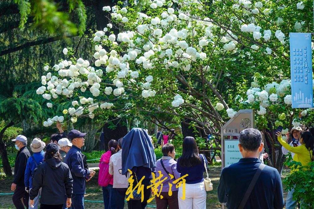 泉城公园抛“绣球”，团团白花引游客争相打卡