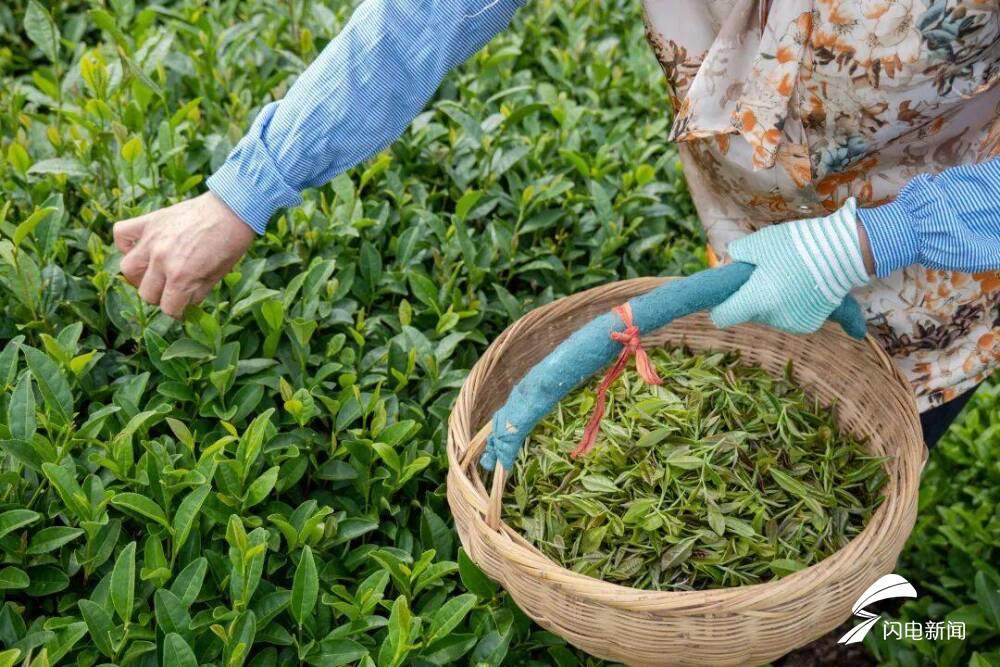 在日照,品一杯听海长大的茶|青春思政课