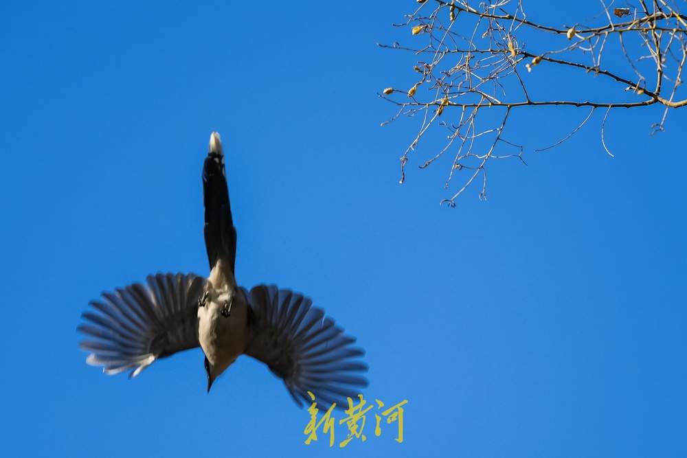 “泉”在济南过大年｜新春佳节，济南千佛山上鸟儿欢歌飞舞迎新年