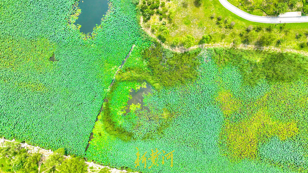 一年四季 泉在济南｜夏末诗意盛景 华山湿地呈现“接天莲叶无穷碧”
