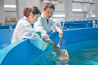 从不足1%到12.2%！中华鲟入海率背后的守护接力