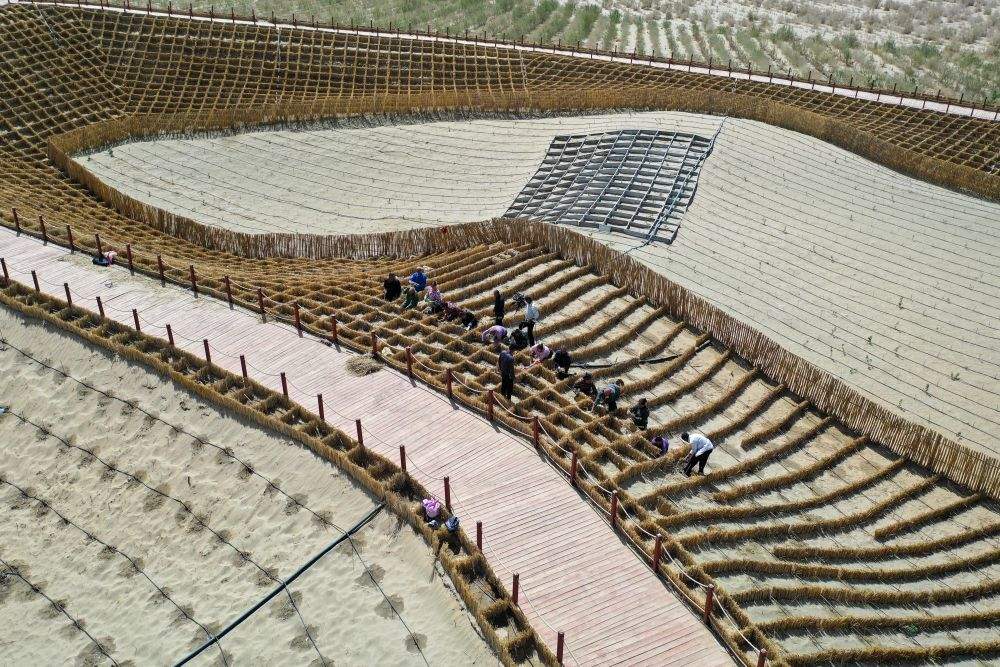 新疆：“乔、灌、药”立体织密绿色屏障 沙产业助力绿富同兴