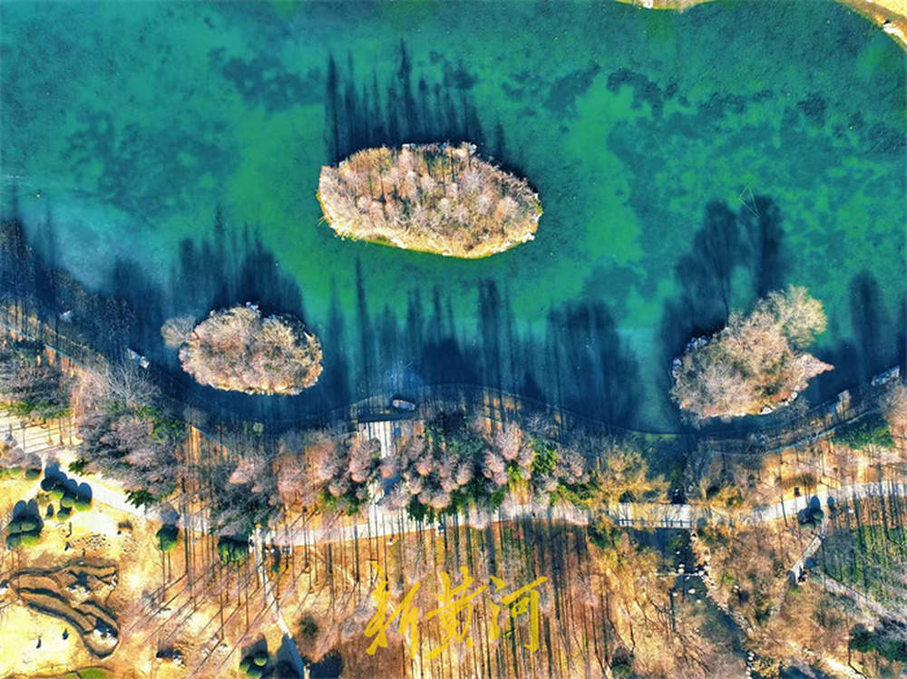 一年四季 泉在济南丨济南森林公园揽翠湖湖面冰封，高大树木映衬冰面错落有致