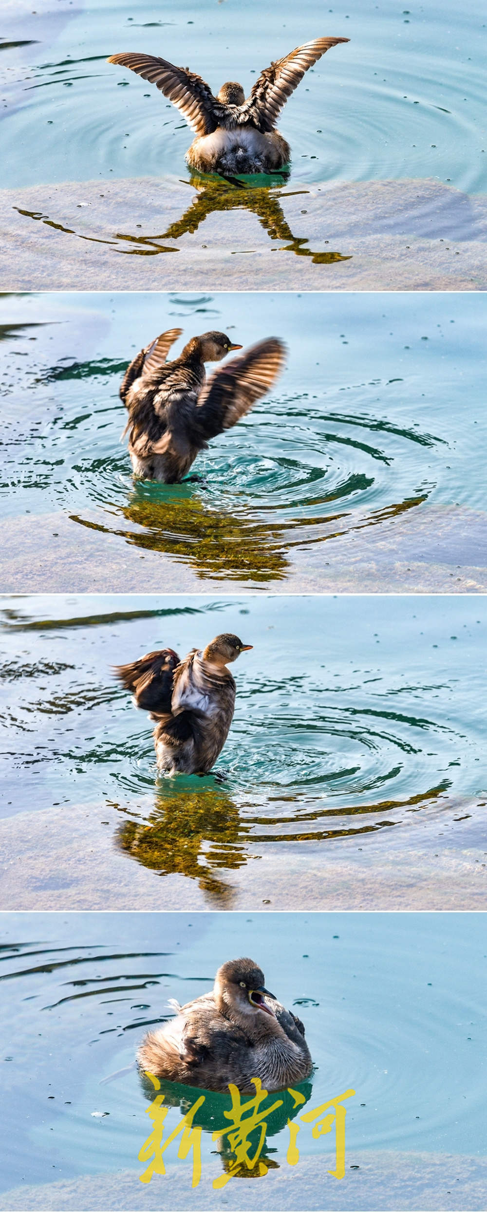 五龙潭连续十余年迎“老朋友” 小鸊鷉泉池嬉戏成冬日一景