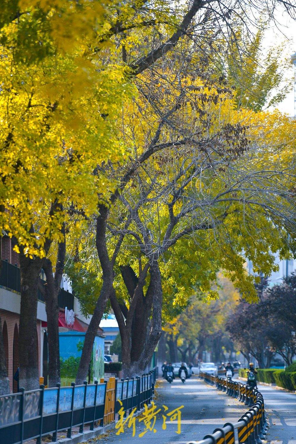 泺源大街现“金色长廊” 深秋白蜡树扮靓泉城