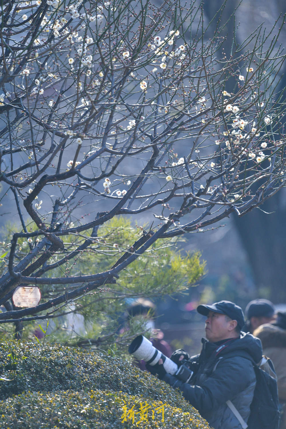 泉畔白梅提前绽放 三九飘香引客来