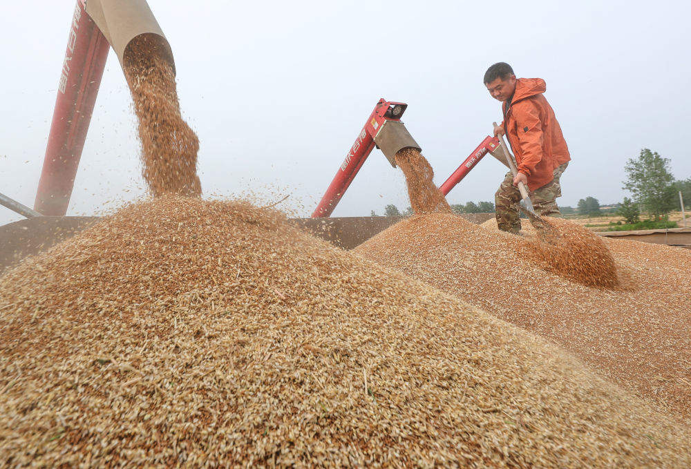 “三夏”大忙正当时 麦浪滚滚穗飘香