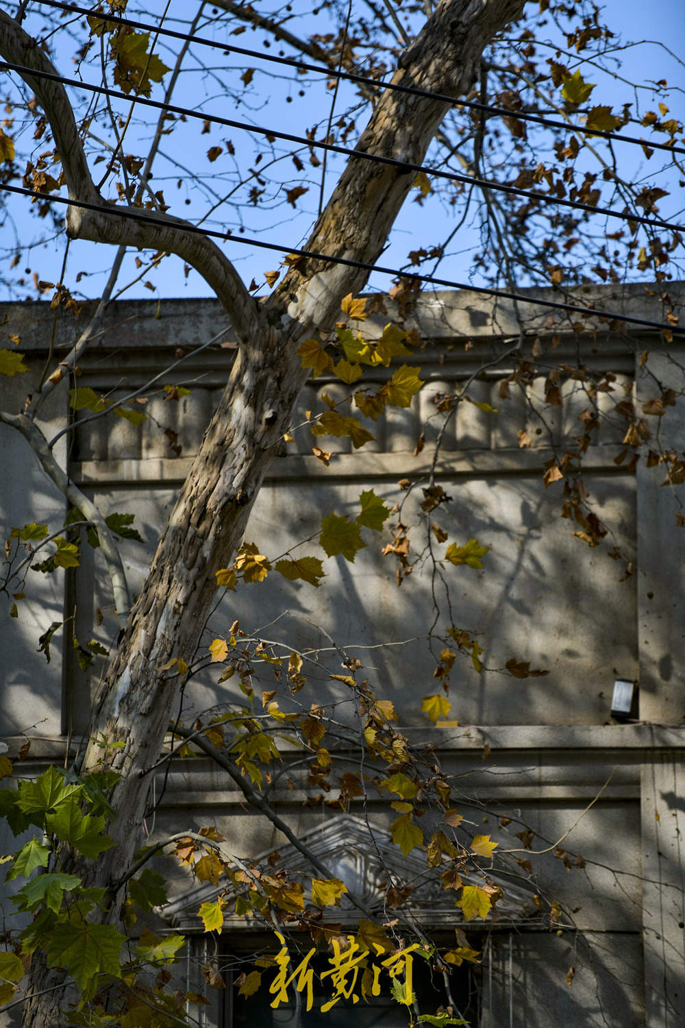 一年四季 泉在济南｜百年法桐织就“金色时光隧道” 济南老商埠冬日披金装 