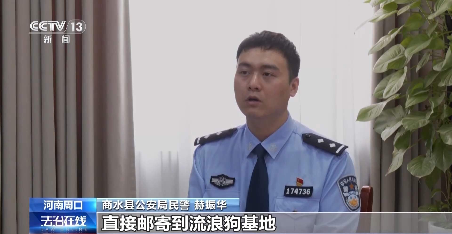 骗250万善款仅3000元用在狗身上 起底流浪动物网络救助骗局