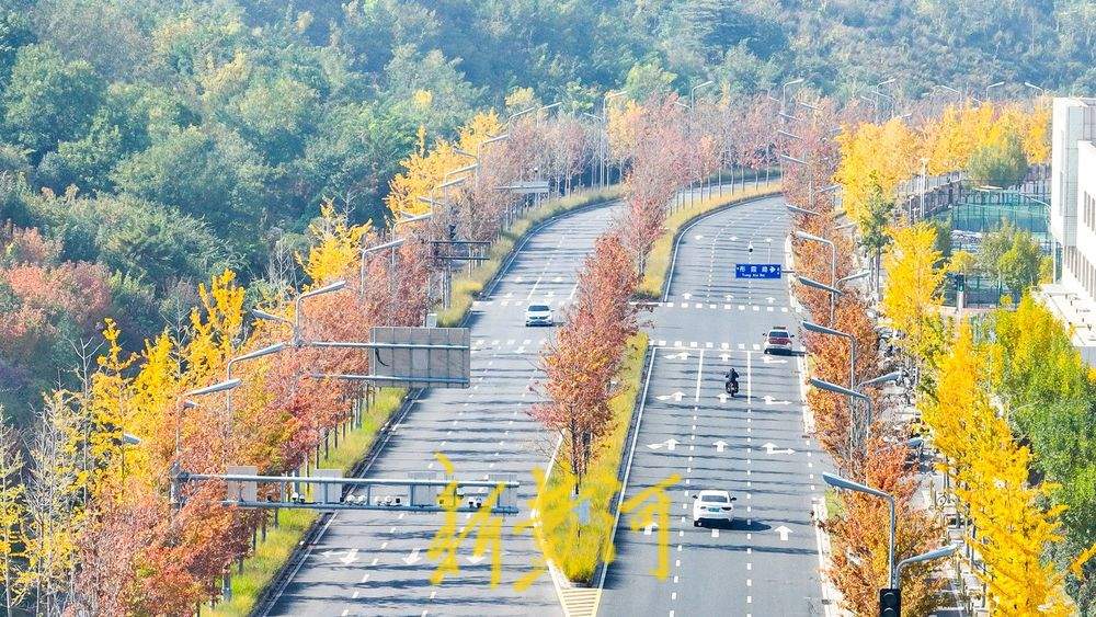 一年四季 泉在济南丨在济南CBD打卡深秋最美赏叶路