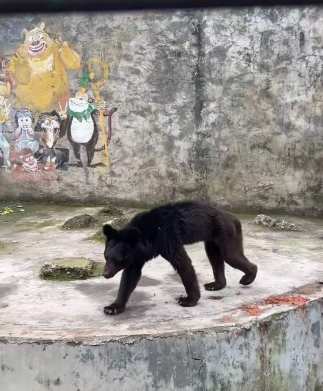 贵州一私人动物园内黑熊被曝“瘦脱相”“饿成狗”