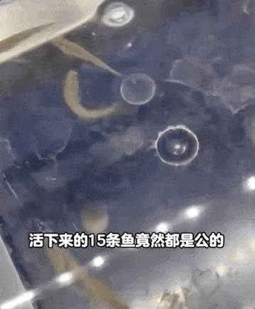 “我的论文被谁偷吃了” 农学生毕业论文惨遭“毒手”