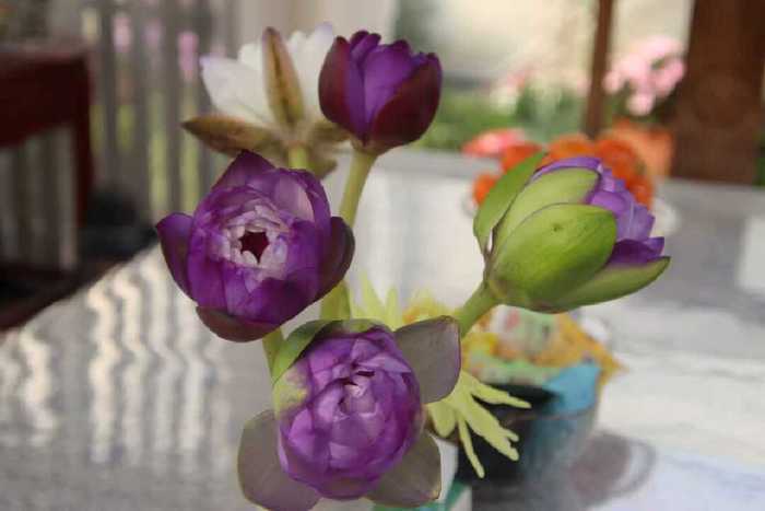 济南2026年宵花市拉开开幕,将持续至3月10日