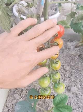 “我的论文被谁偷吃了” 农学生毕业论文惨遭“毒手”