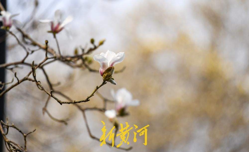 繁花即将上线！济南百花公园玉兰大道3月将迎最佳观赏期