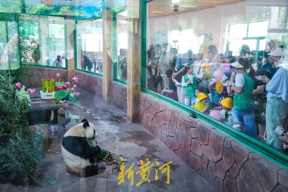 大熊猫“华奥”庆生现场超有范儿！竹子蛋糕、荷花宴引游人粉丝围观