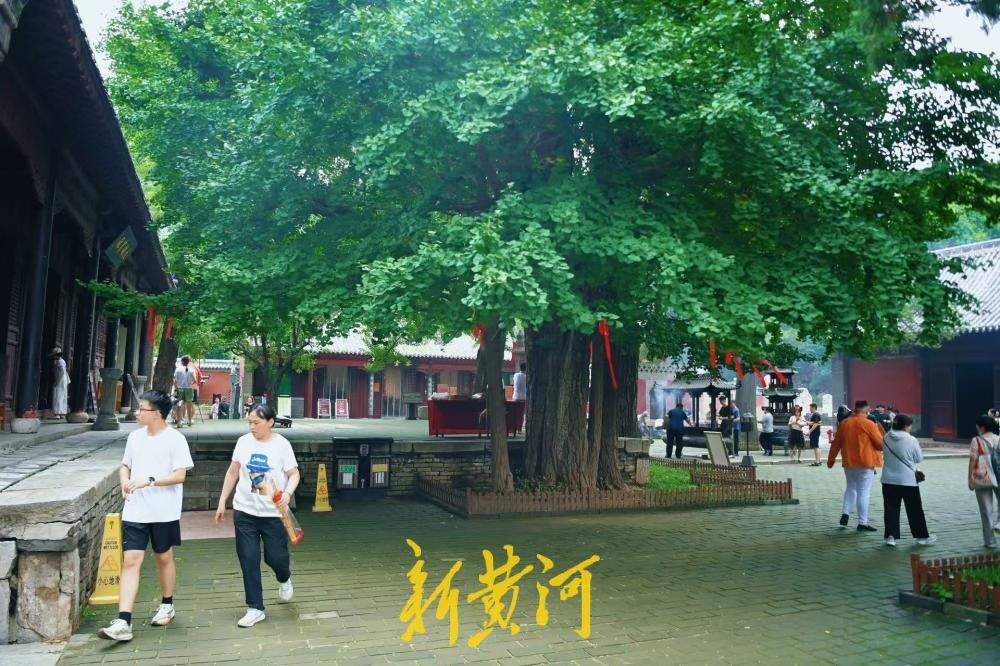 清凉感拉满！灵岩寺千年银杏浓荫蔽日引游客纳凉