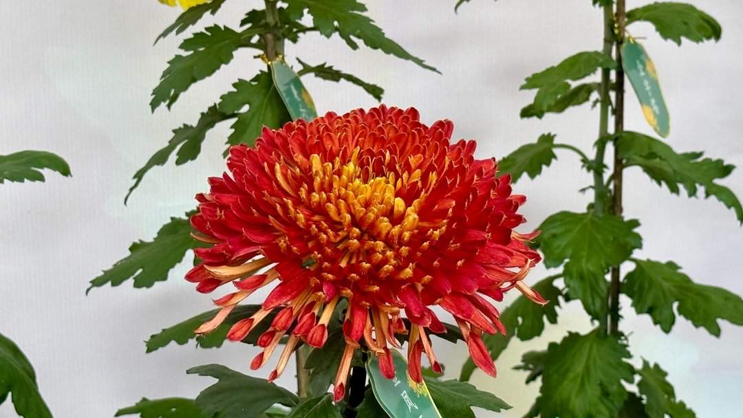 五颜六色，造型各异，趵突泉金秋菊展精品菊撷英