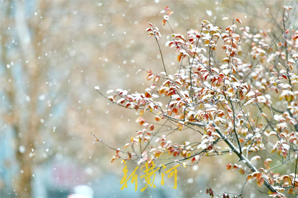 泉城喜披银装！今年入冬以来首场降雪翩然而至