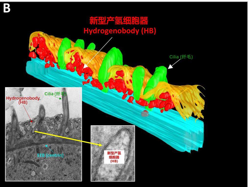 我国科学家揭示反刍动物甲烷排放调控机制
