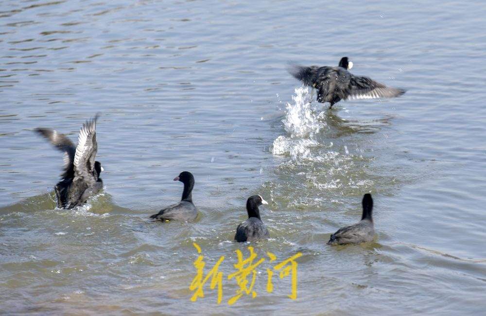 ϣƽ̤˷ɣ硰ִ