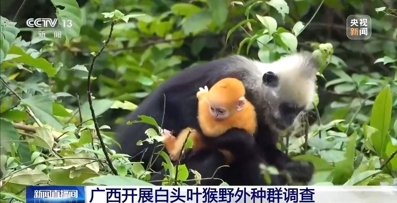 “猴丁兴旺”保护见成效 深入石山探访白头叶猴栖息地