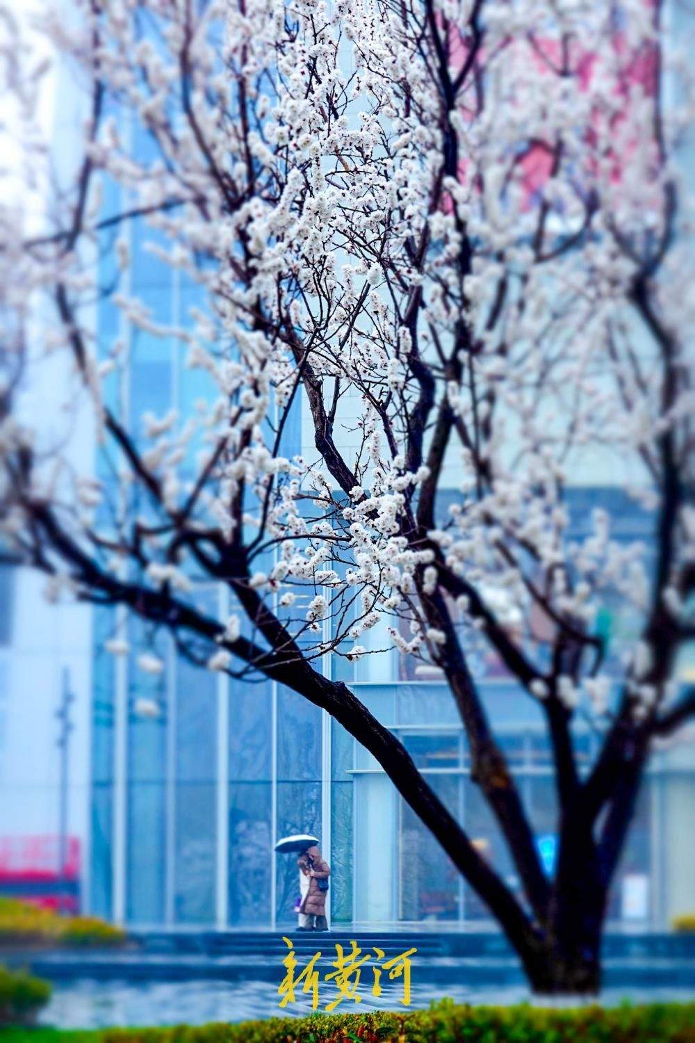 春寒料峭杏花俏，雨中赏花添诗意