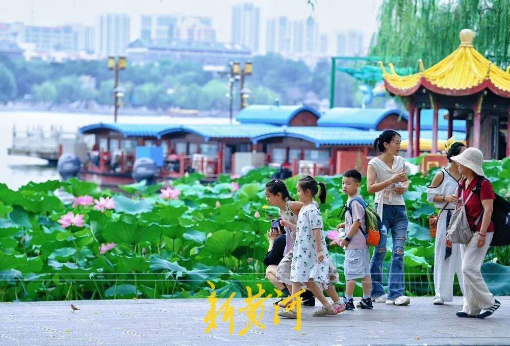 一年四季 泉在济南｜热浪退去凉意至 济南大明湖畔赏初秋荷韵