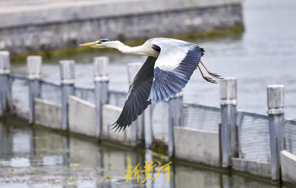 初夏野生鸟大明湖“撒欢”展翅觅食四连拍