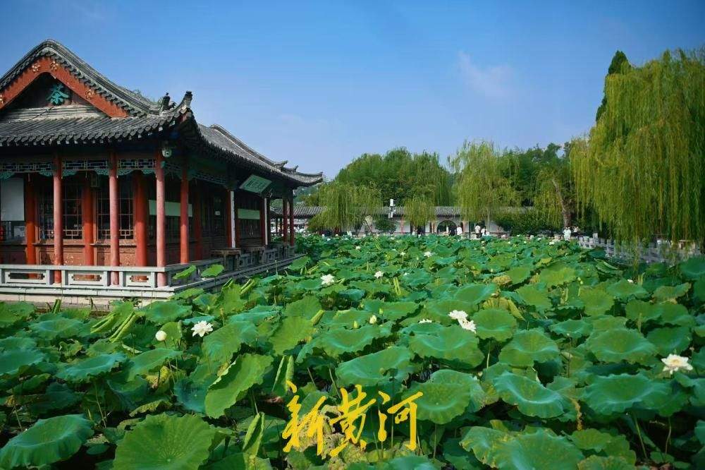 一池荷景映古亭，大明湖畔小沧浪亭荷塘美出圈