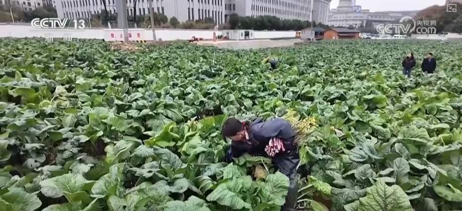 百姓“菜篮子”价优物丰四季安然 多举措有效保障春节供应