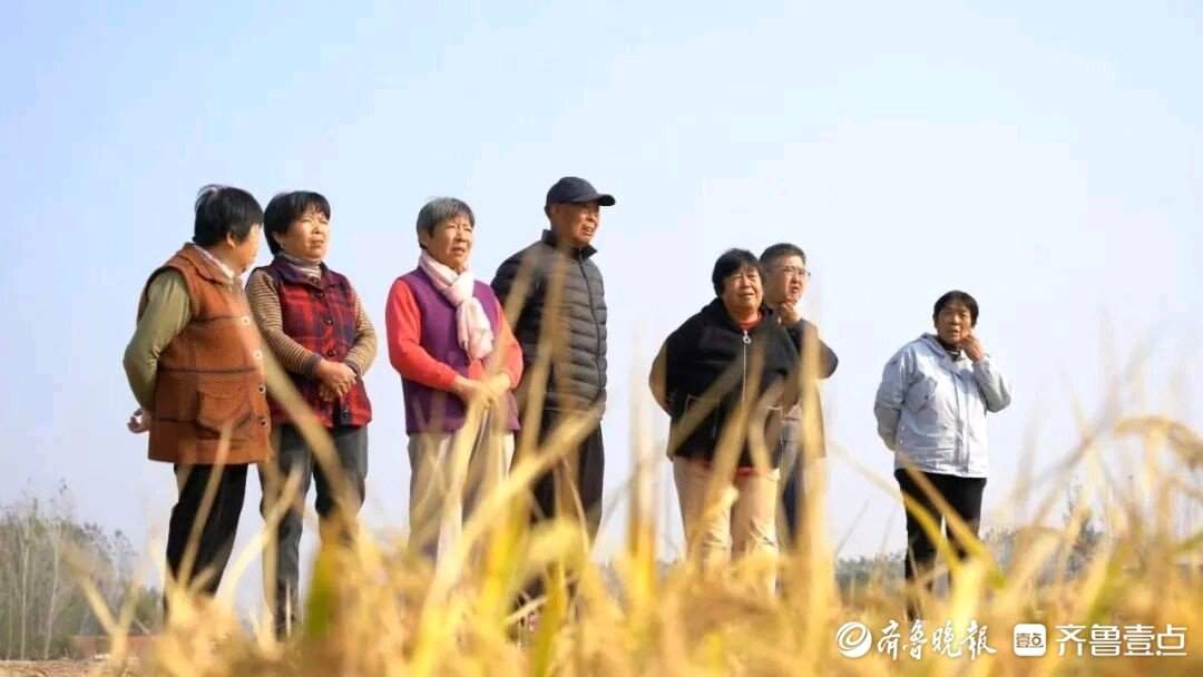 时隔12年黄河水再灌稻田，济南黄河边3000亩水稻开镰