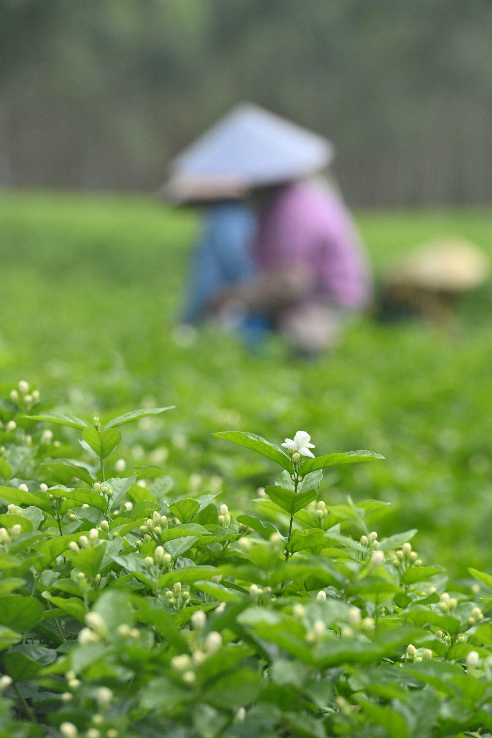 广西横州：风雨过后，茉莉花又开