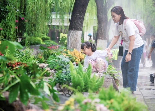 花卉小景解锁泉水纳凉新体验