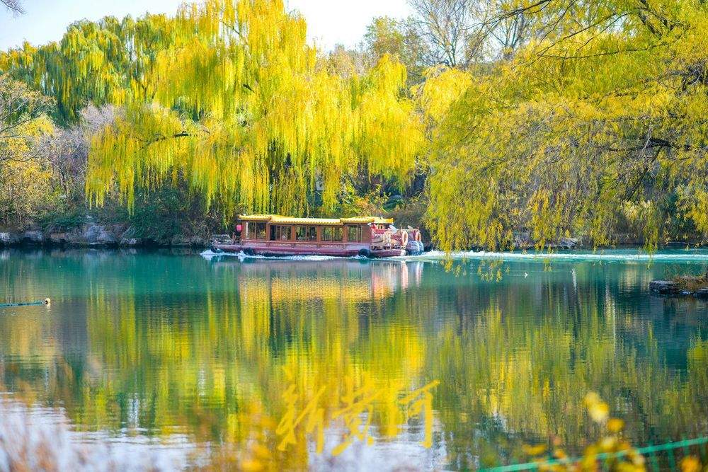 冬日暖阳映照大明湖 金黄垂柳装点济南“秋韵冬景”