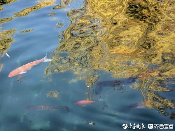 冬日济南珍珠泉，水清鱼美