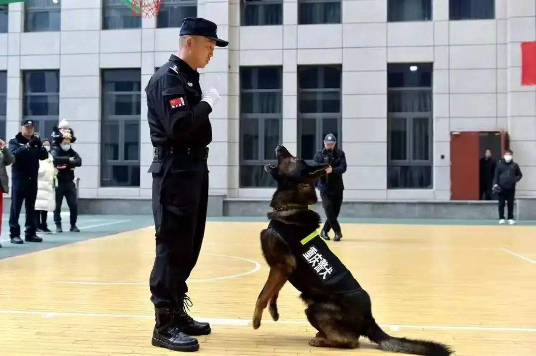“黑狼” 被选定为中国警犬LOGO形象犬