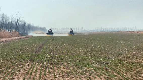 受去年秋汛影响，小麦晚播苗情偏弱，山东“农技壮苗”在行动，盐碱地里抢春光