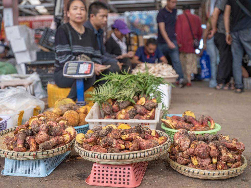 冰箱和洗衣机说话？菌子中毒不好玩、很危险！