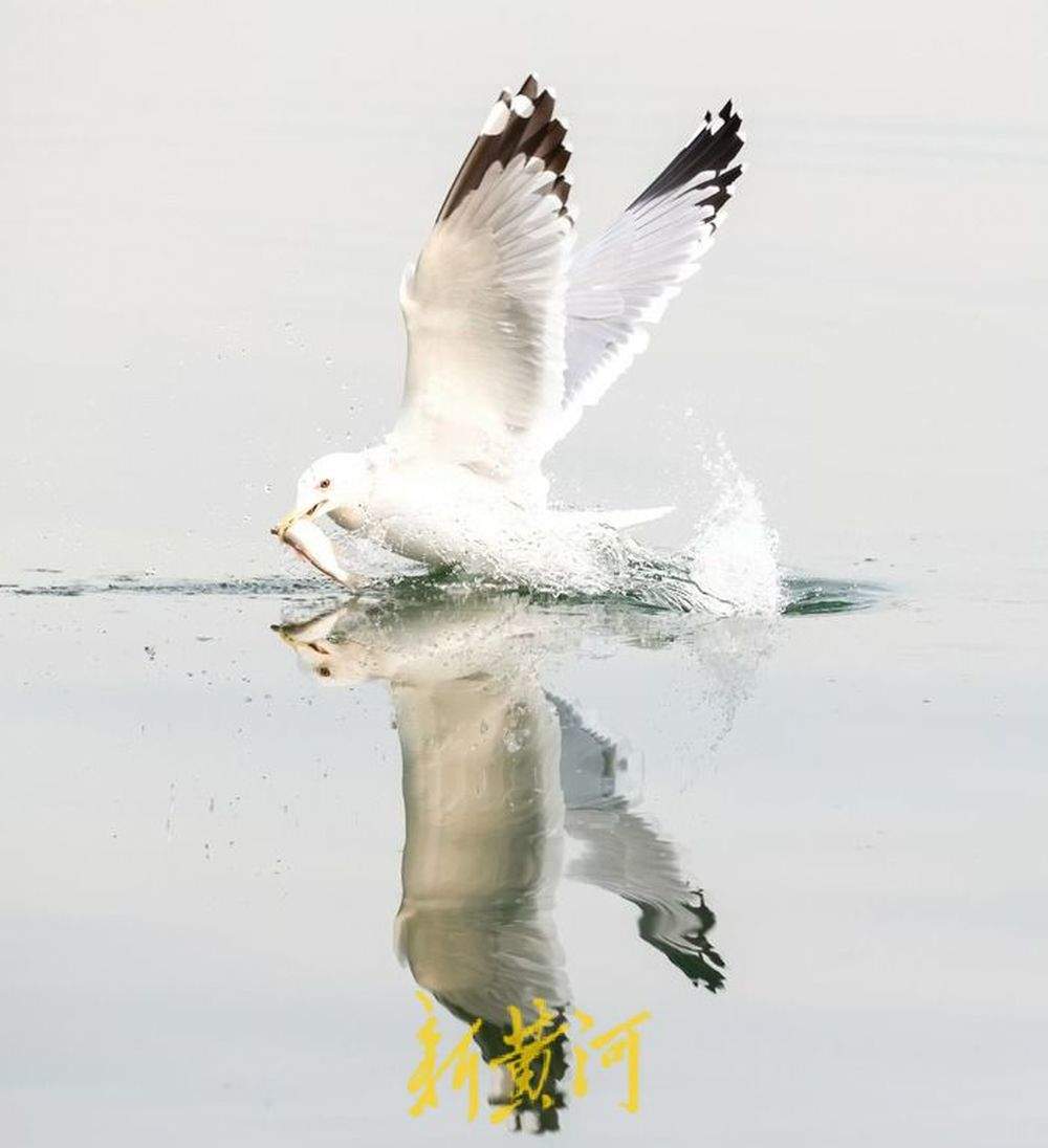 生态环境持续改善，多种候鸟在济南大明湖过“寒假”