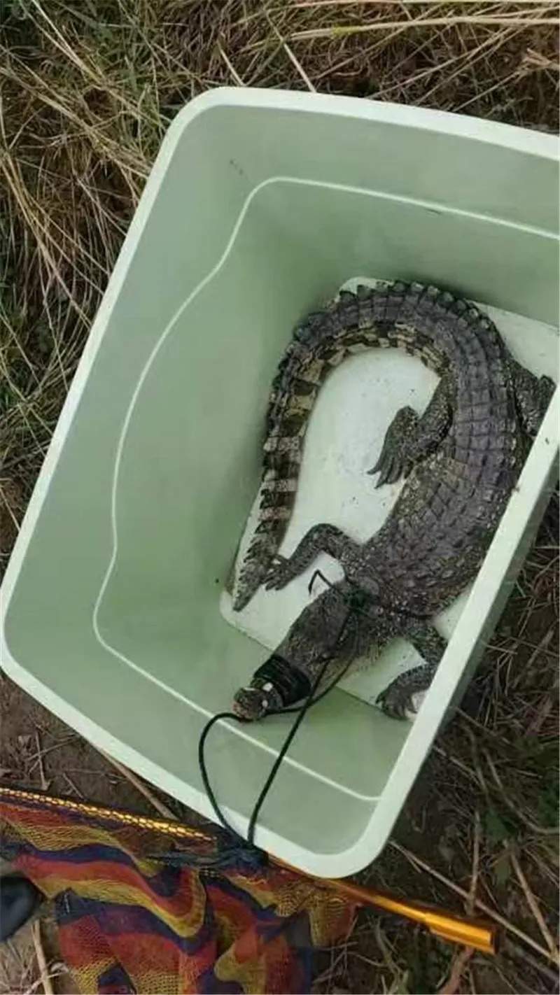 长江边的“漏网之鳄”，抓到了！